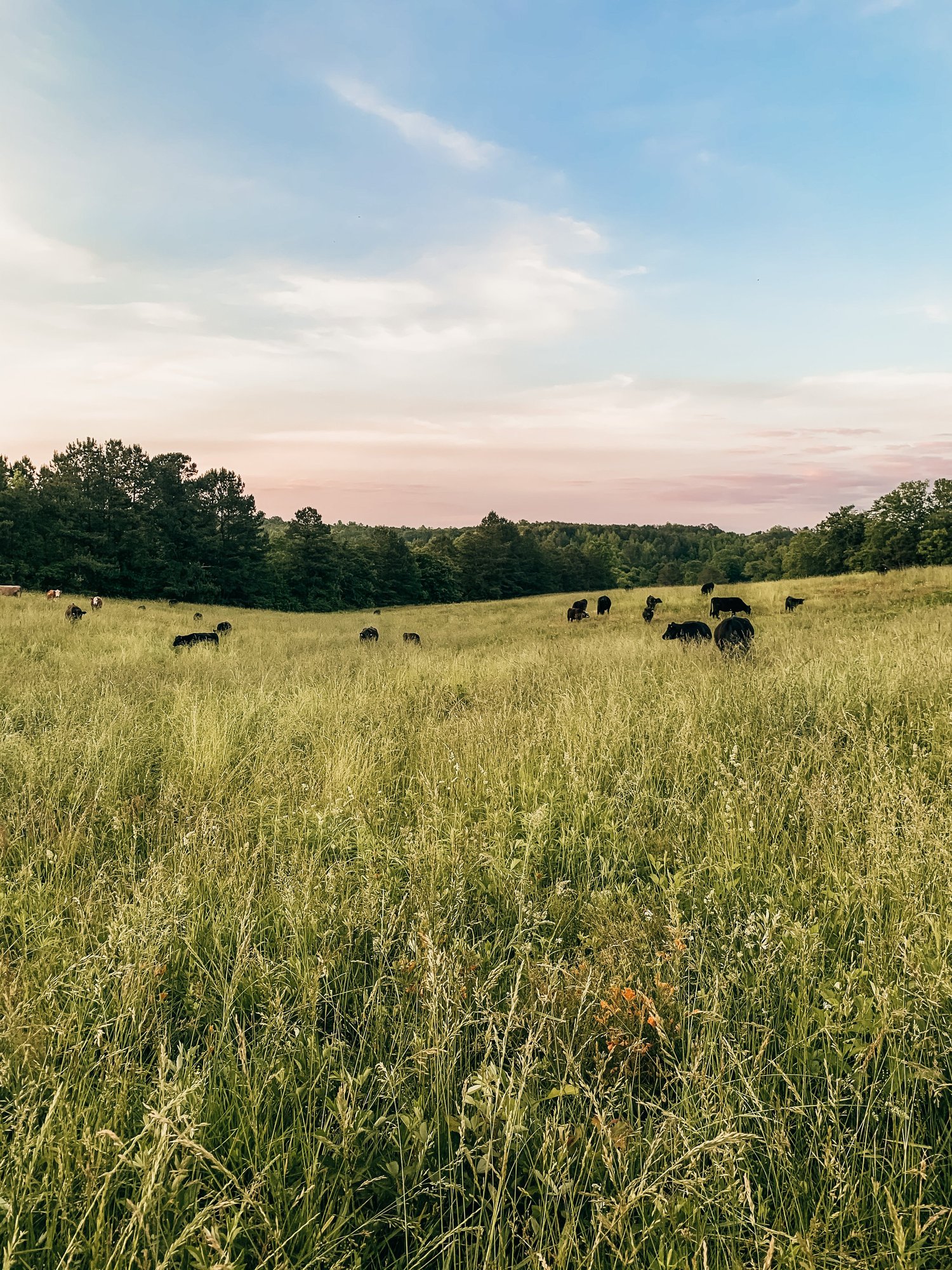 General 6 — Rock House Farms, LLC.