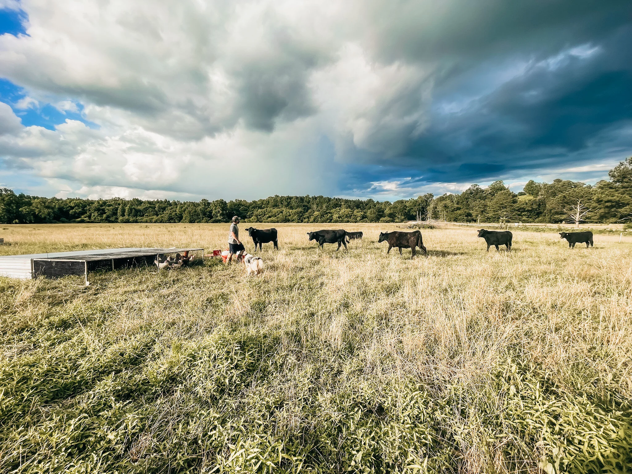 Photos from our Farm — Rock House Farms, LLC.