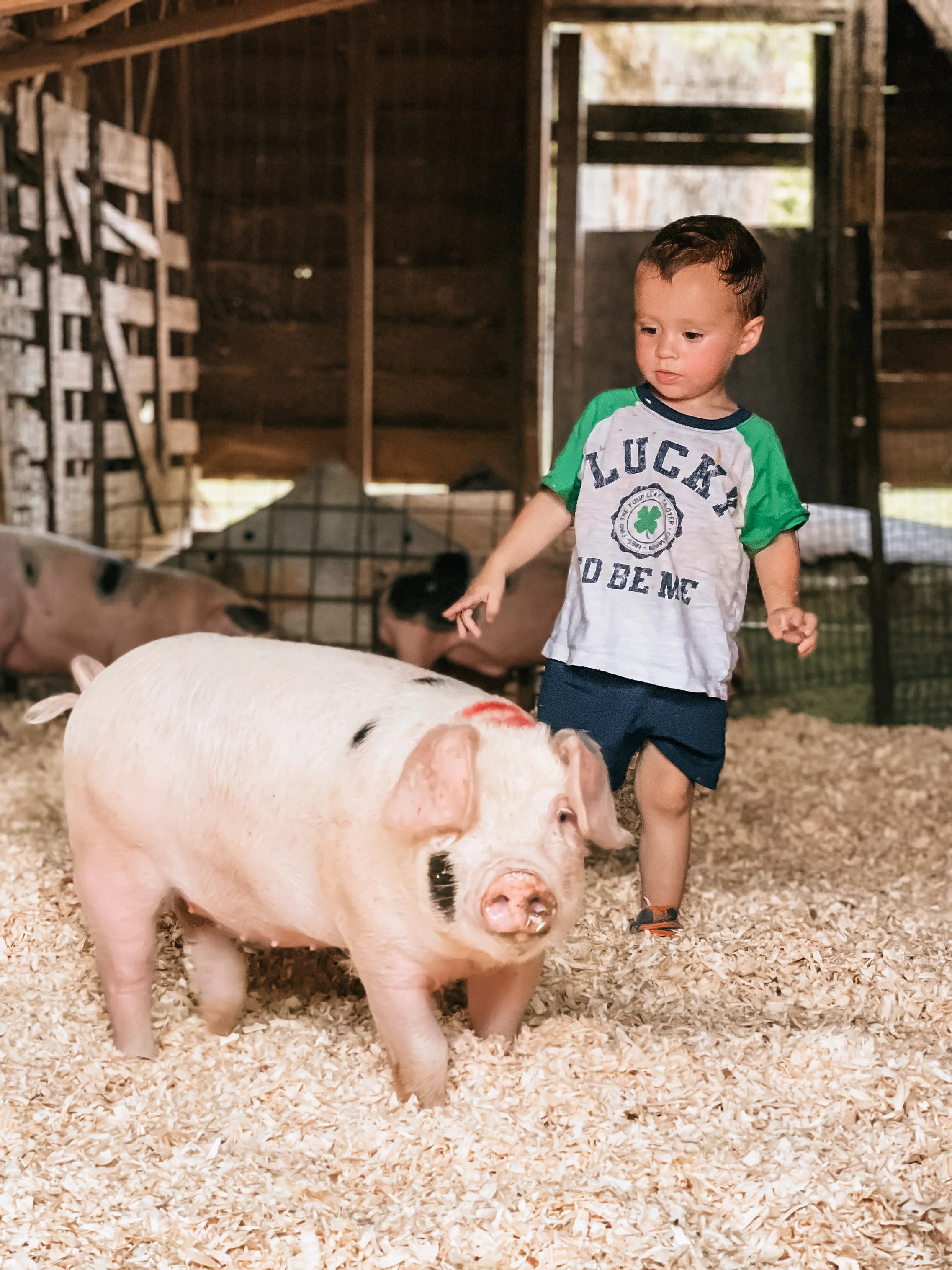 Photos from our Farm — Rock House Farms, LLC.