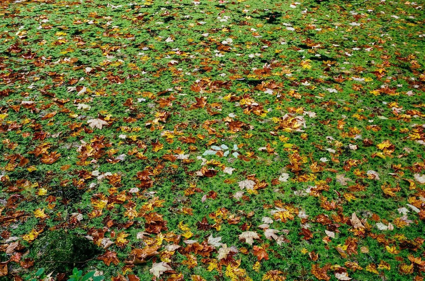 Fall Swamp.
A little blurry but the colors make up for it.
.

#spicollective #lensculturestreets #magnumphotos #portra400 #kodakportra400 #nikonphotography #capturestreets #35mm #filmisnotdead #madewithkodak #film #colorfilm #slr #shootfilmmag #infil