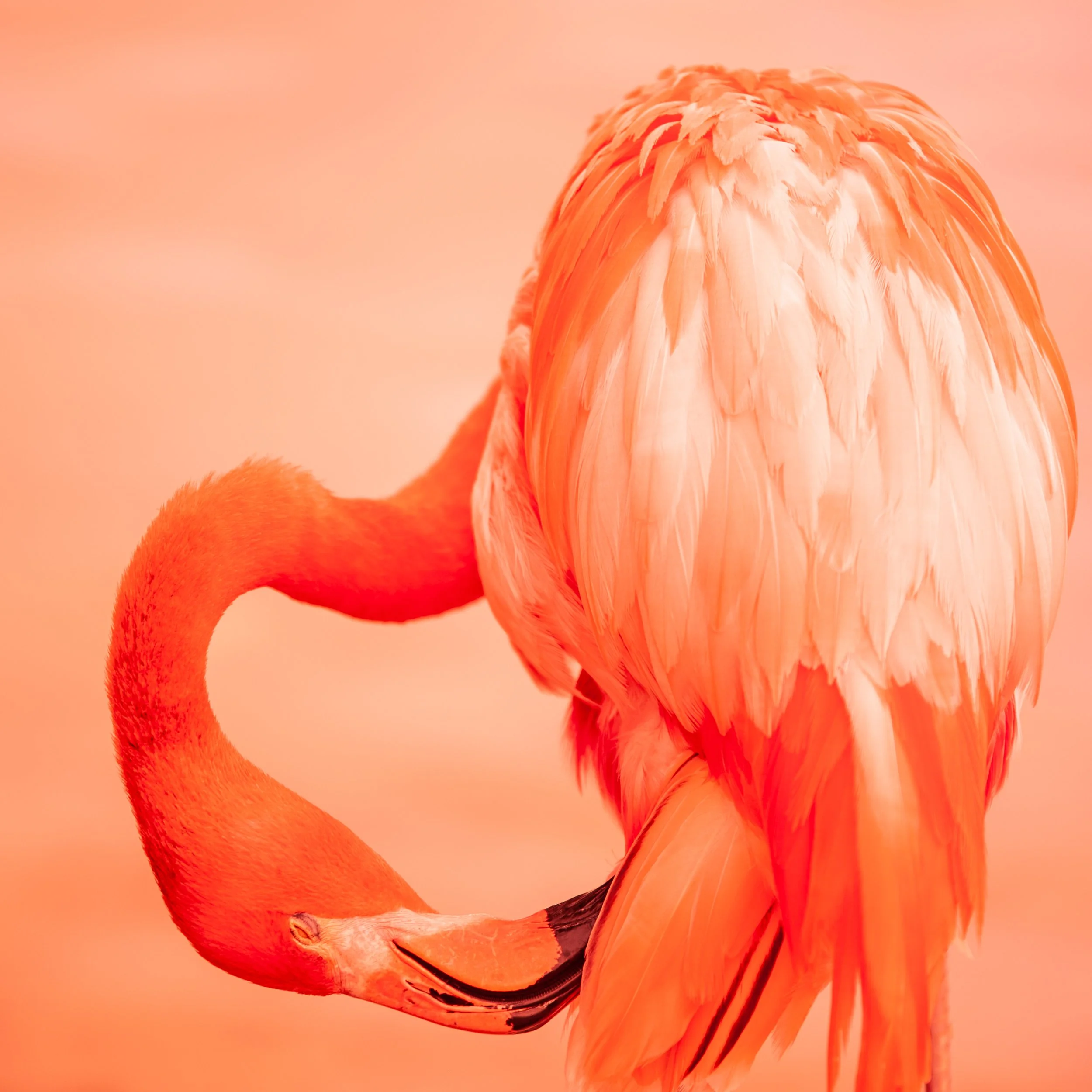 flamingo.jpg