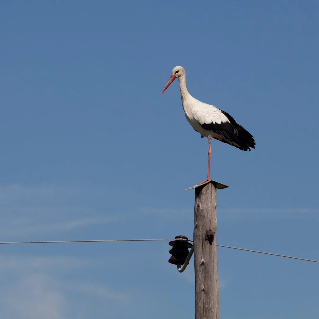 stork.jpg
