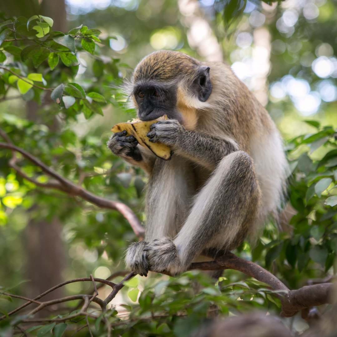 monkey.jpg