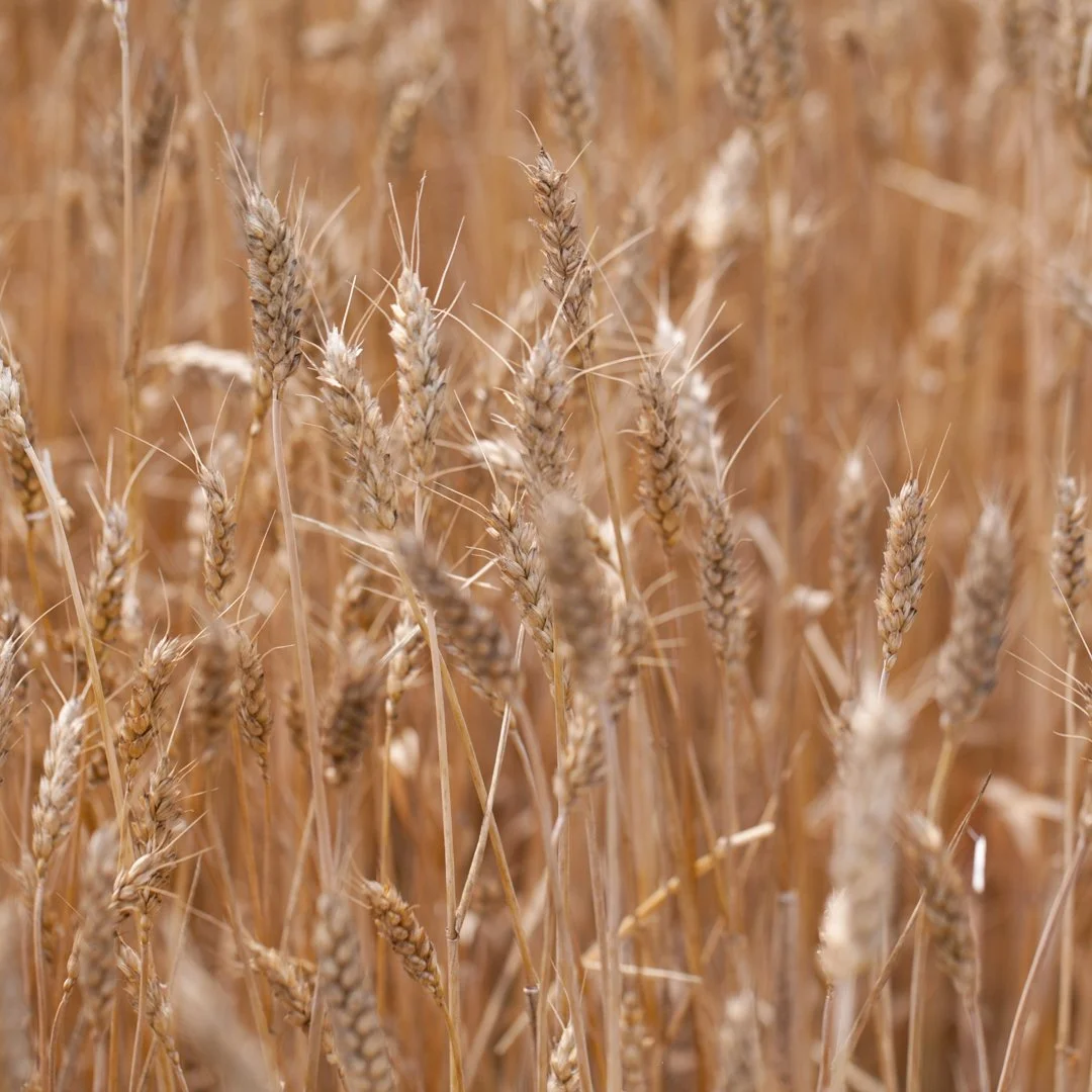 wheat field1.jpg