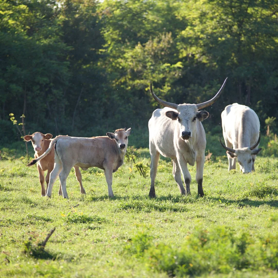 cattle1.jpg