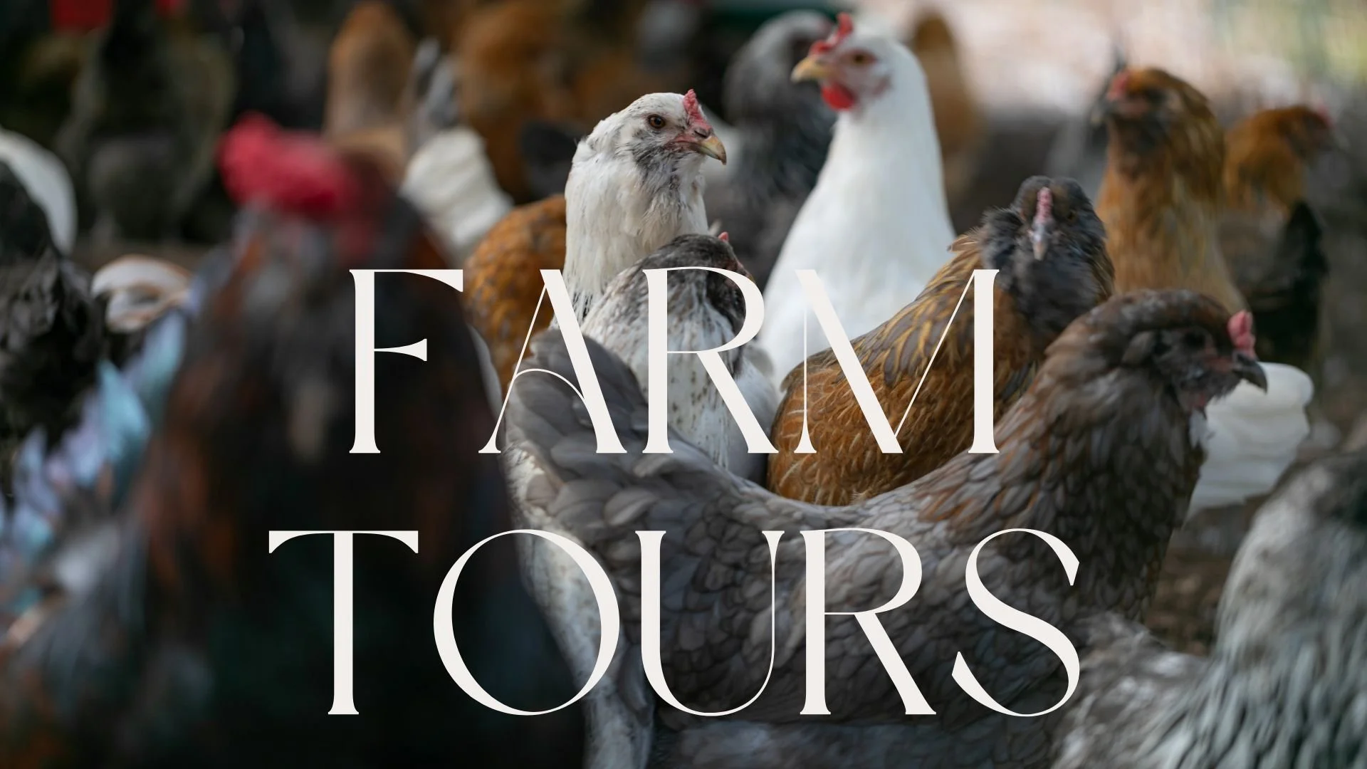 Brown Minimalist Casual Fashion Collection Presentation (8).jpg