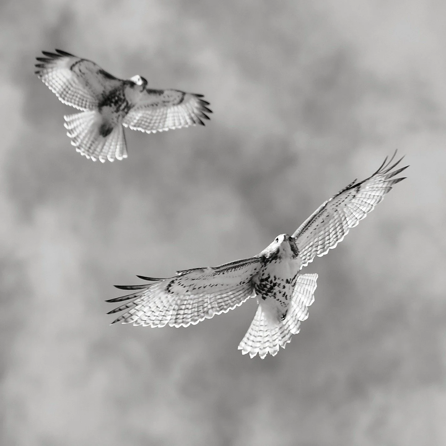 I've been spending every morning for the past few weeks on my roof in Brooklyn watching migrating birds (and resident local birds too). It's a nice dawn ritual, and I've seen some amazing things - Cliff Swallows (a tropical species that occasionally 