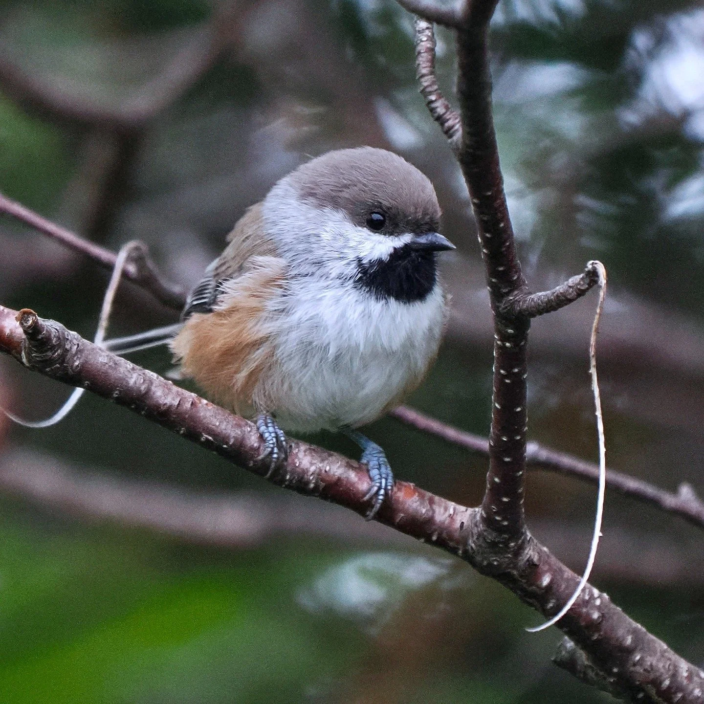 I was planning to do a year-end review, but didn't get around to it before the year ended. But this New Year's Day, I am thinking back to some cool experiences I had and birds I saw this past year... Here's some from my trip to Labrador &amp; Newfoun