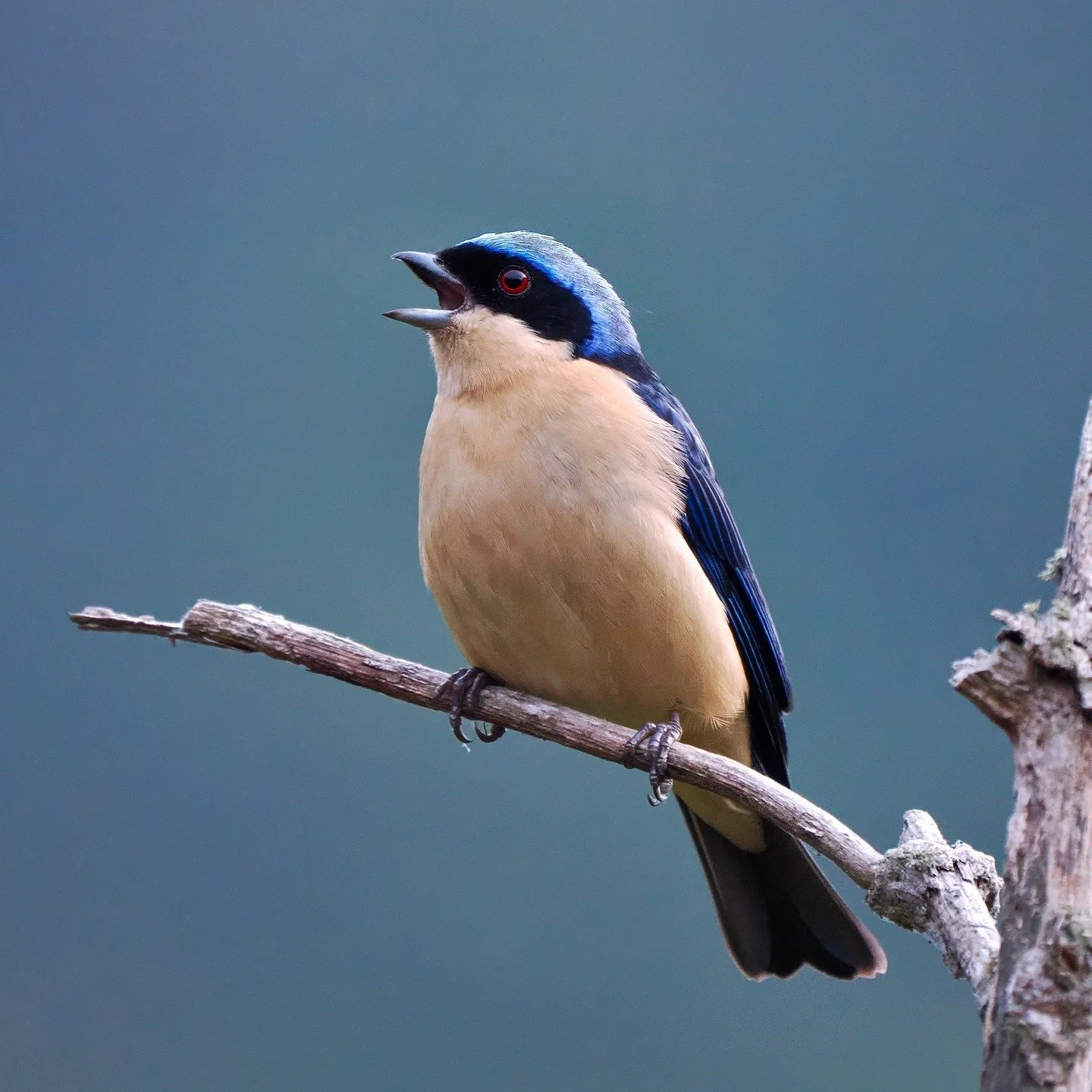 Three beautiful tanagers I photographed in Parque Nacional Chicaque near Bogota, Colombia in February:

A Fawn-breasted Tanager (Pipraeidea melanonota) singing from a perch

A stunning Blue-necked Tanager (Stilpnia cyanicollis)

A spectacular Flame-f