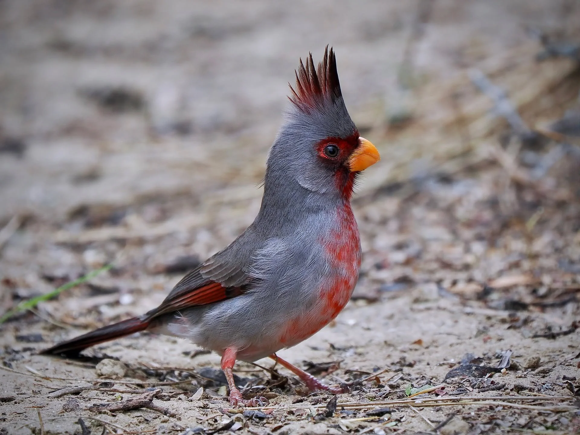 I recently led a tour to south Texas, from San Antonio to the Lower Rio Grande Valley. This region is incredibly rich in wildlife, especially birds. In the winter, shorebirds, cranes, and ducks from the arctic and the Great Plains gather here, and yo