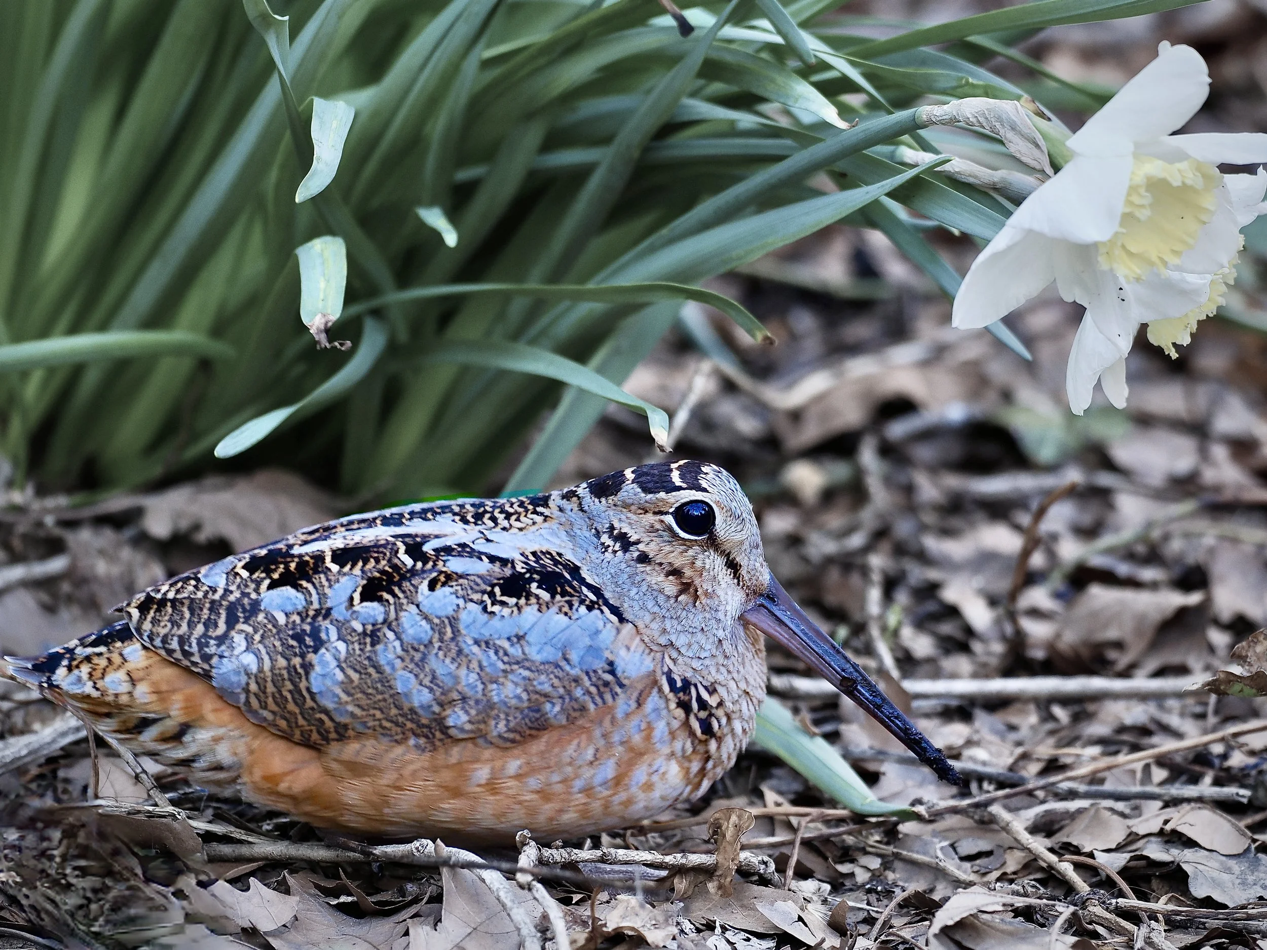 Bryant Park Woodcock Walk