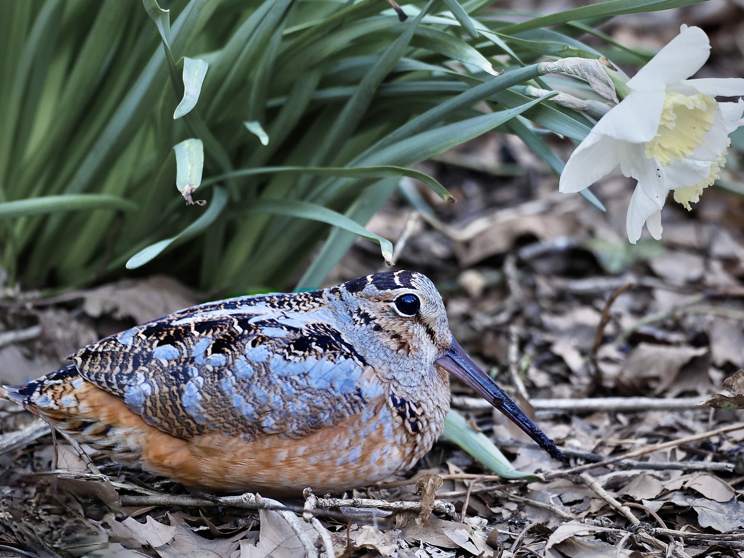 Bryant Park Woodcock Walk