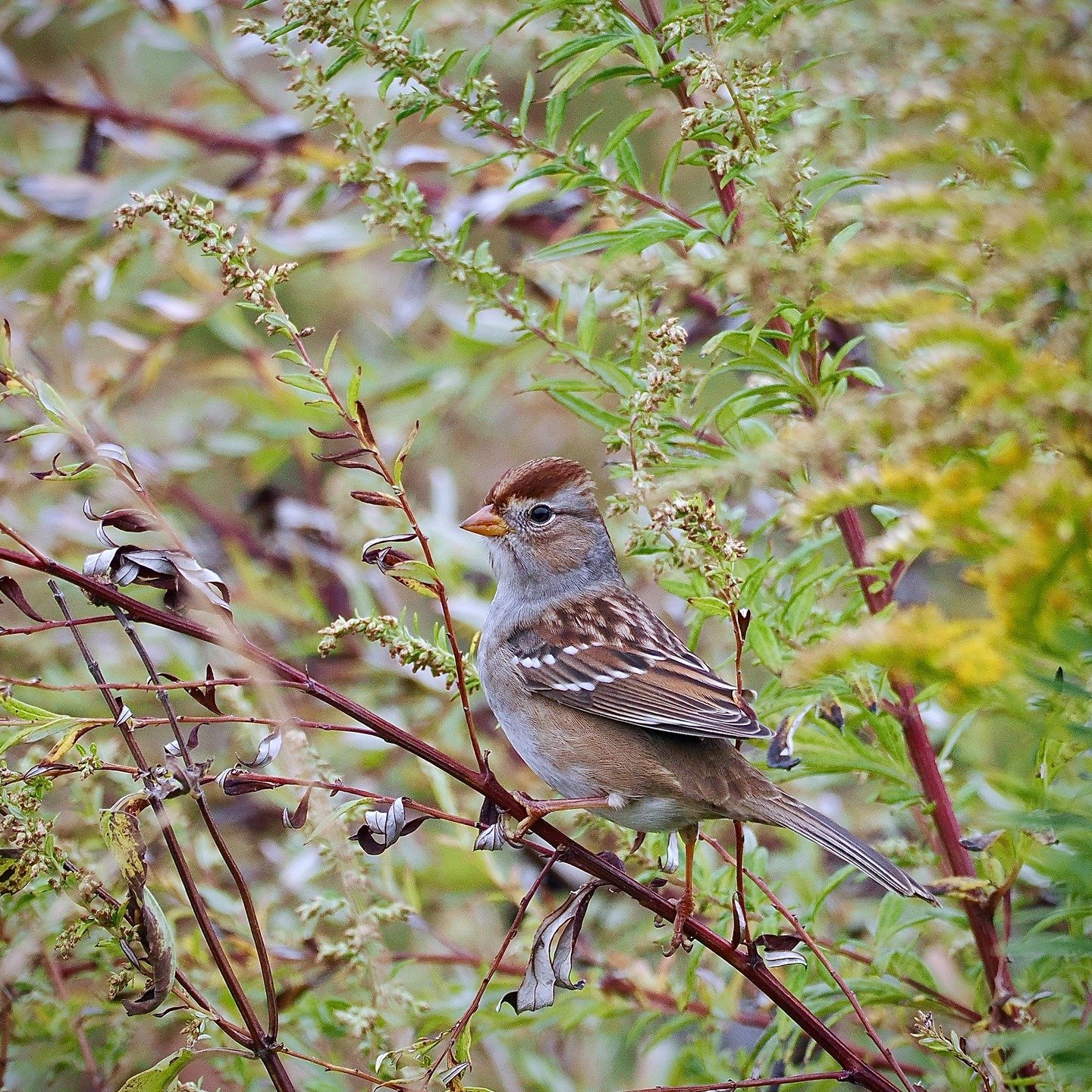 Late fall is Sparrow Season! These small brown birds don't get the love that some other groups of birds do, but I'm a big fan of their subtle colors and unassuming ways. In addition to the familiar House Sparrows (introduced from Europe) that inhabit