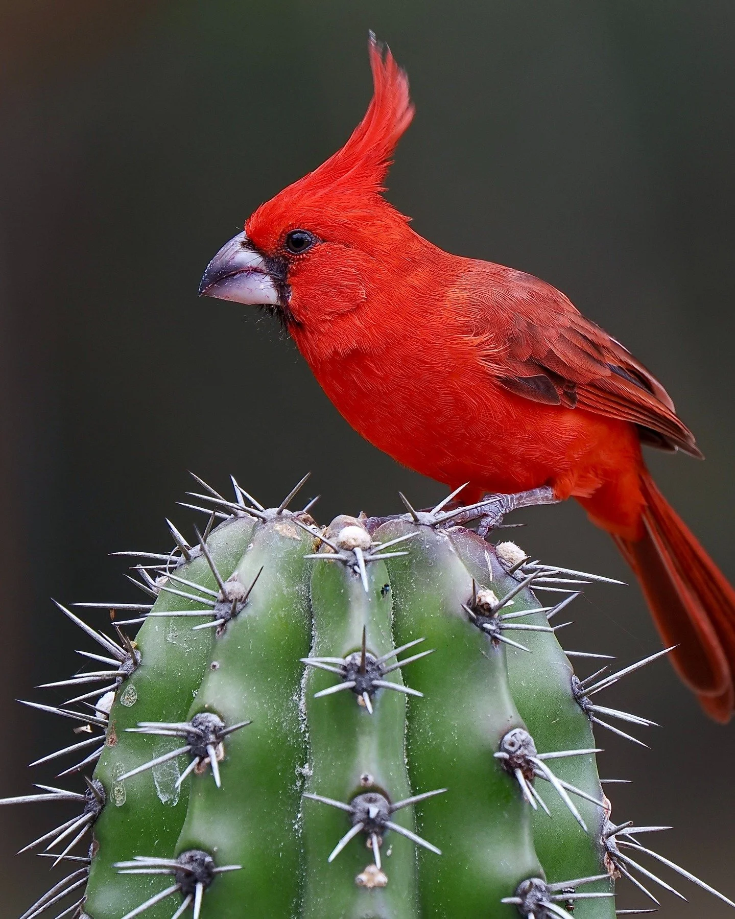 I've been remiss in not posting more regularly, and in particular in not posting more pics of some of the amazing birds and other wildlife we saw on my tours to Colombia, Costa Rica, and Panama last winter. 

One of my favorite things is seeing some 