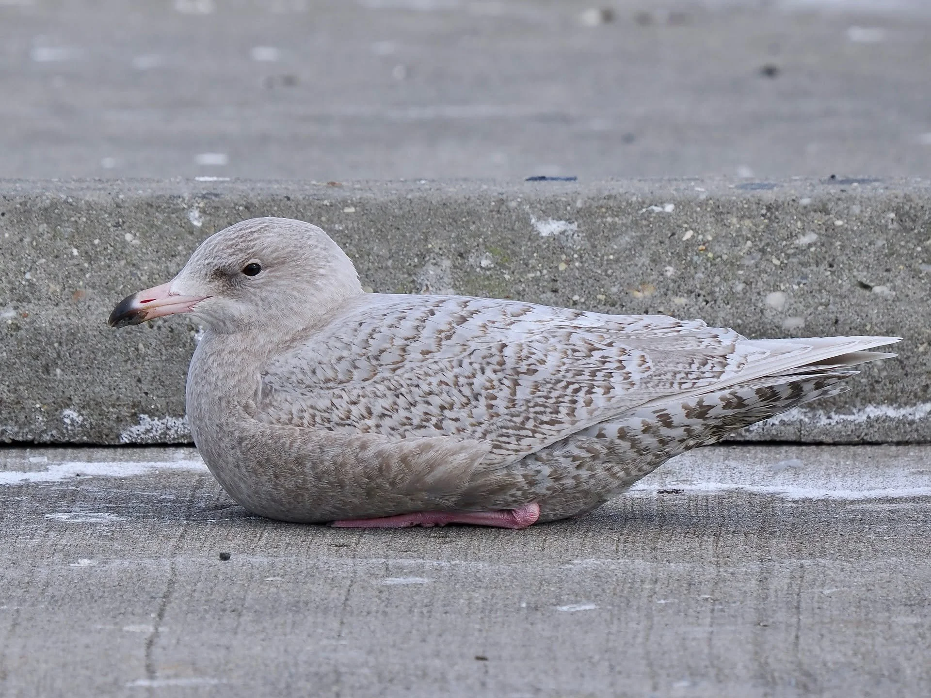 Another beautiful arctic visitor I saw recently, in Brooklyn: a Glaucous Gull (Larus hyperboreus), an uncommon winter visitor to our area. They look more or less like the commoner 'seagull' species, but frosty pale with white instead of black wingtip