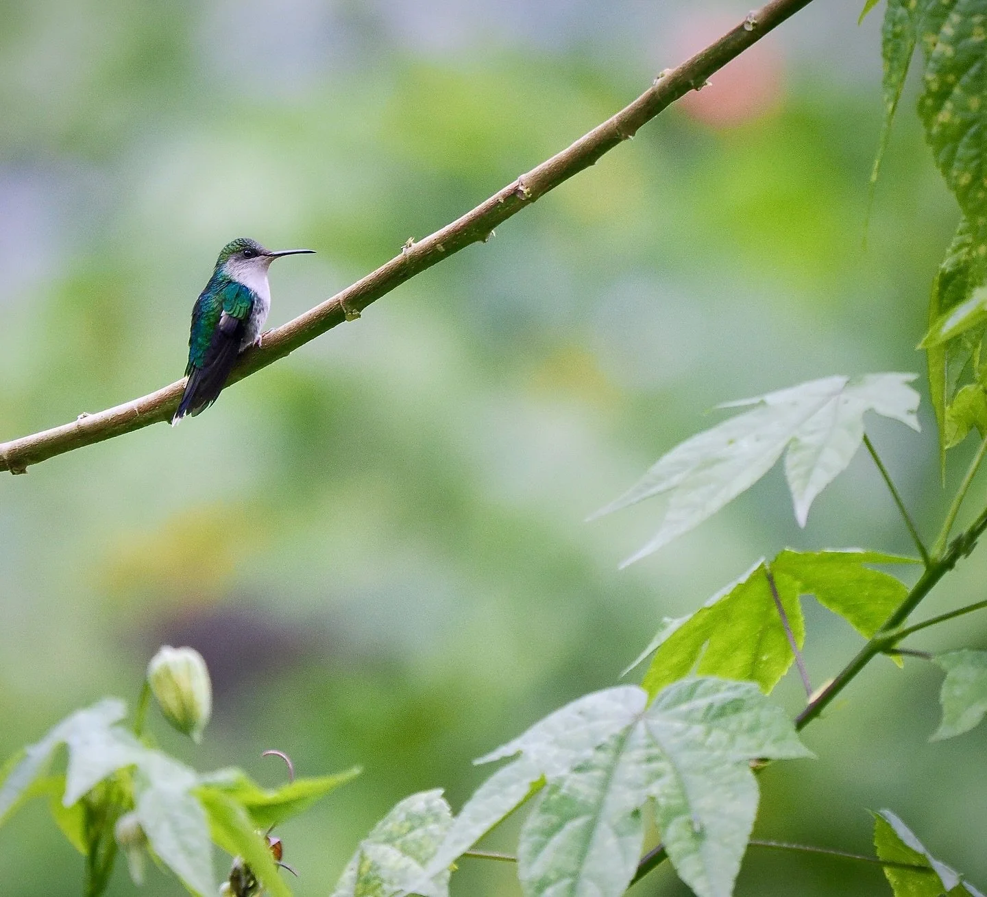 A female Crowned Woodnymph hummingbird (Thalurania colombica) rests between nectar-feeding flights in Chicaque National Park, west of Bogot&aacute;, Colombia. It&rsquo;s an incredibly biodiverse area ; Colombia is second only to Ecuador for hummingbi