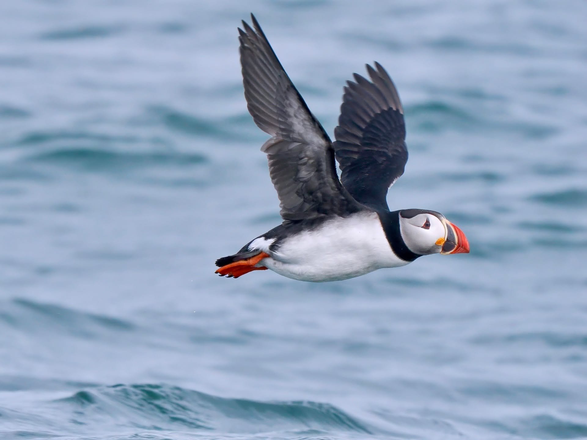 Some seabird pics from my recent sailing expedition along the coast of Labrador &amp; Newfoundland. The trip alternated between long stretches of sea with no birds or marine mammals, punctuated with occasional bursts of activity: flocks of Atlantic P