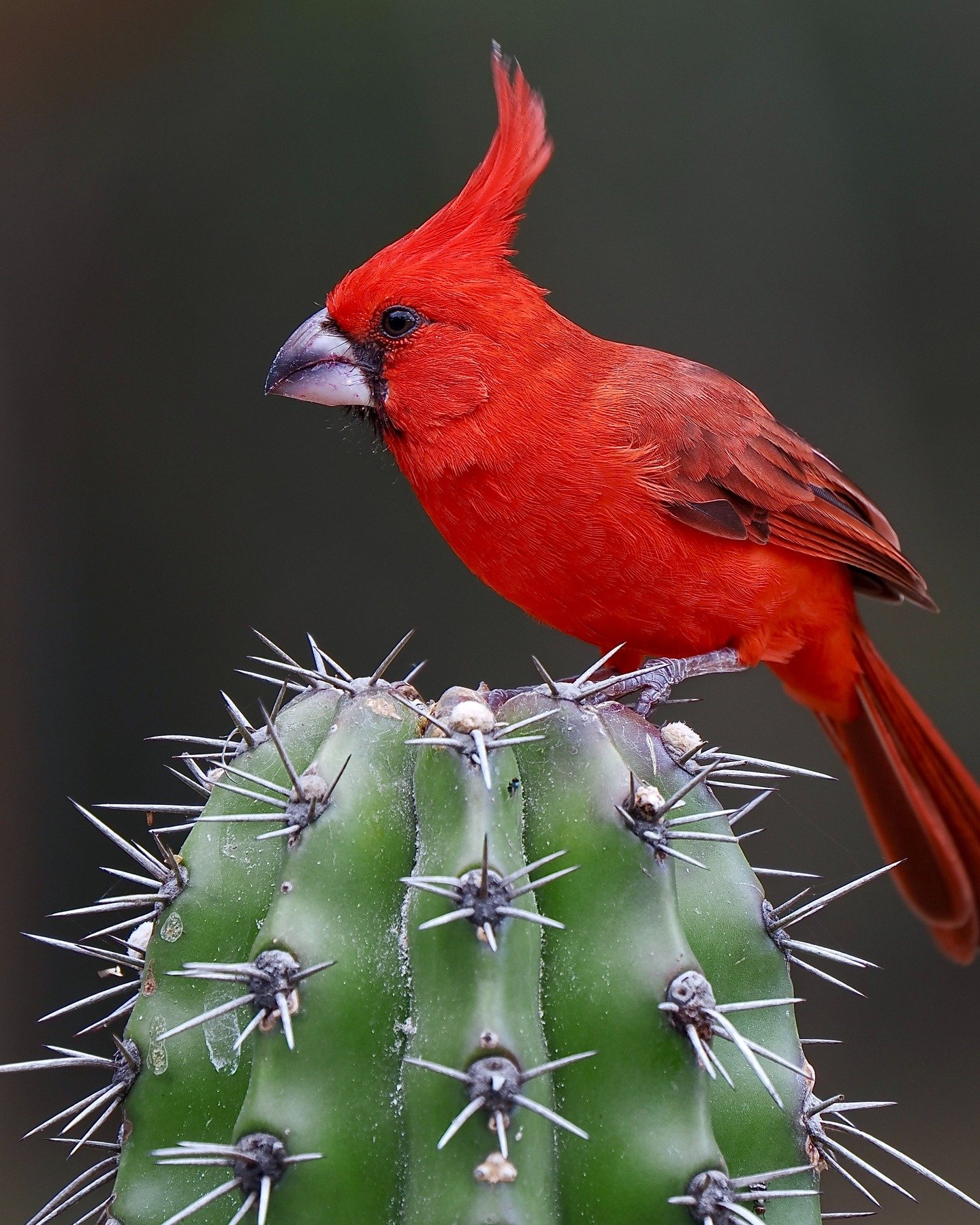 I've been remiss in not posting more regularly, and in particular in not posting more pics of some of the amazing birds and other wildlife we saw on my tours to Colombia, Costa Rica, and Panama last winter. 

One of my favorite things is seeing some 