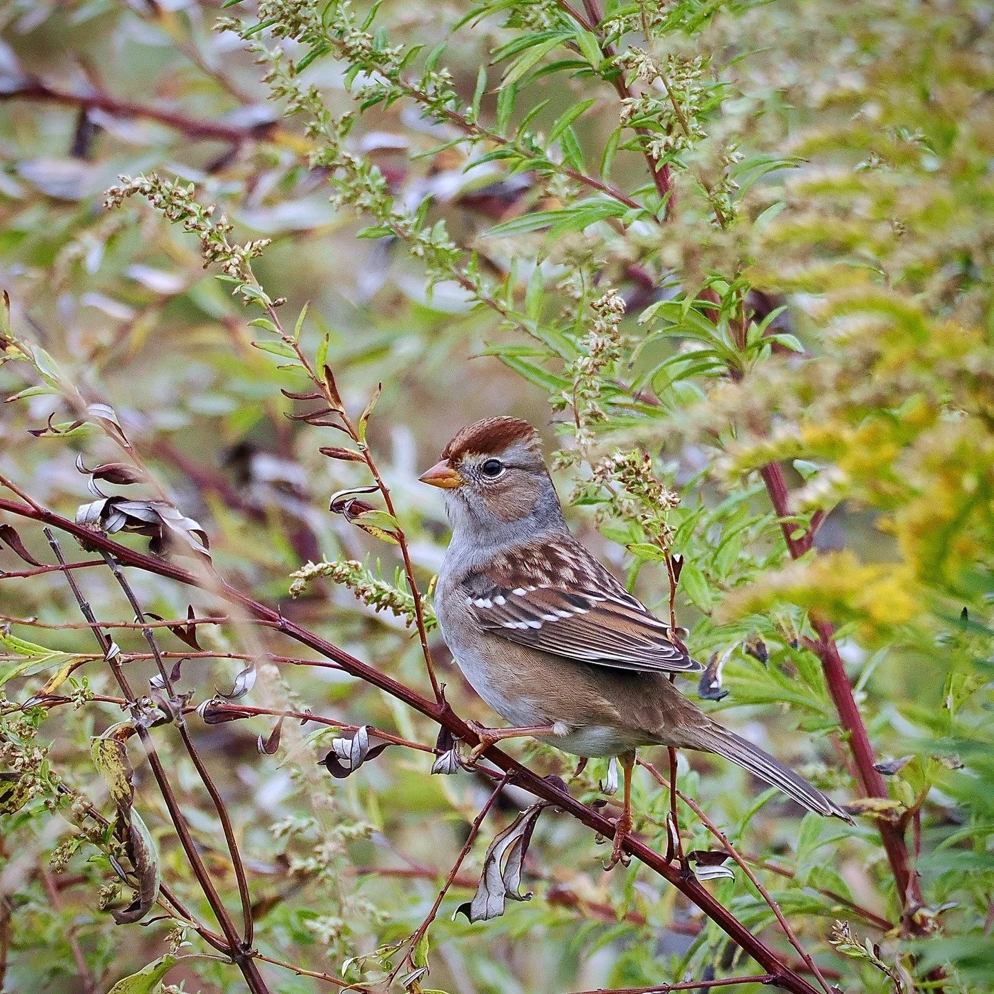 Late fall is Sparrow Season! These small brown birds don't get the love that some other groups of birds do, but I'm a big fan of their subtle colors and unassuming ways. In addition to the familiar House Sparrows (introduced from Europe) that inhabit