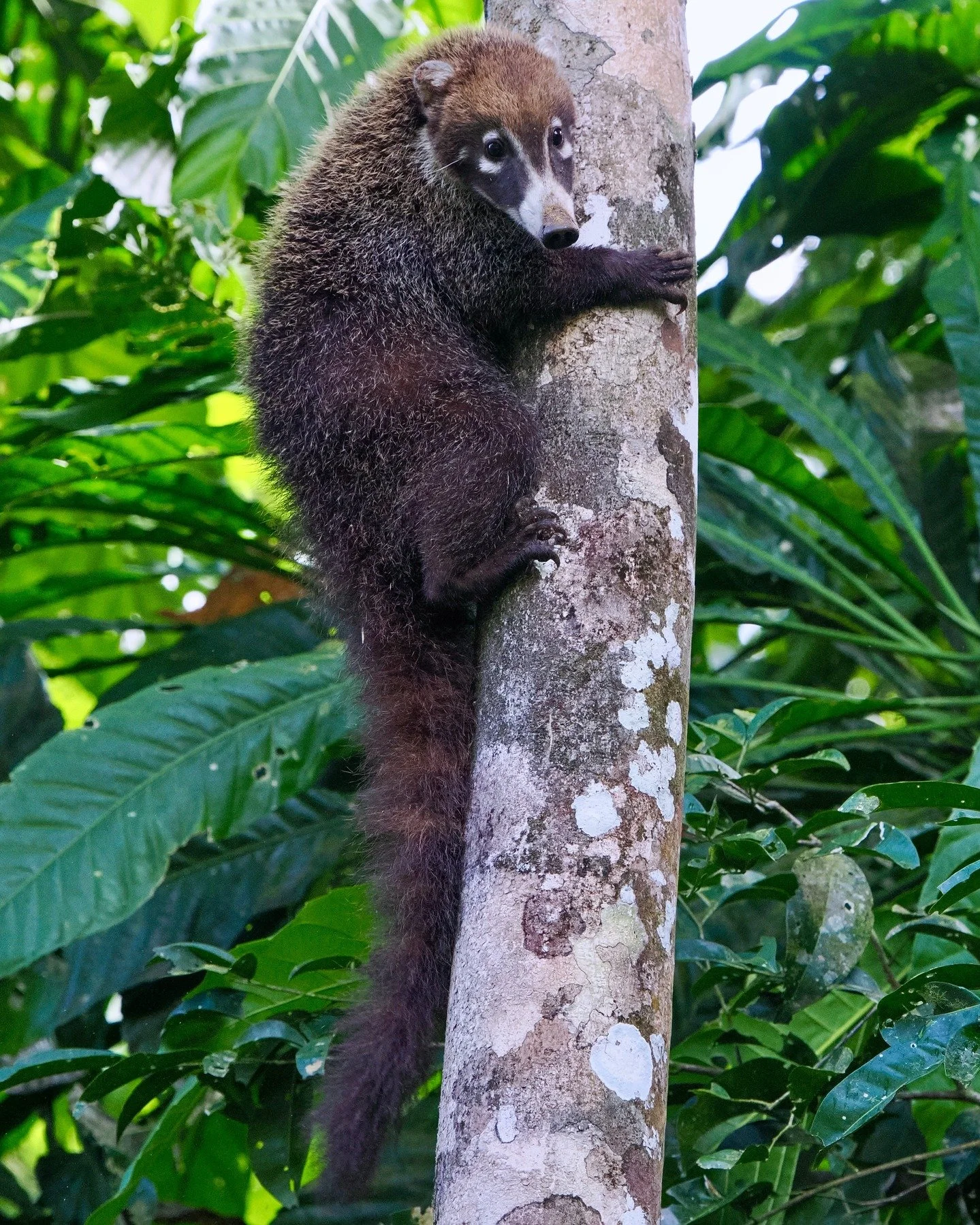 Recently, after a tour in Panama, I was poking around near the Canal on my own. I wandered up a side road lined in beautiful rainforest, that turned out to be a service road to some communication towers. It had a big fence and gate that I worked my w