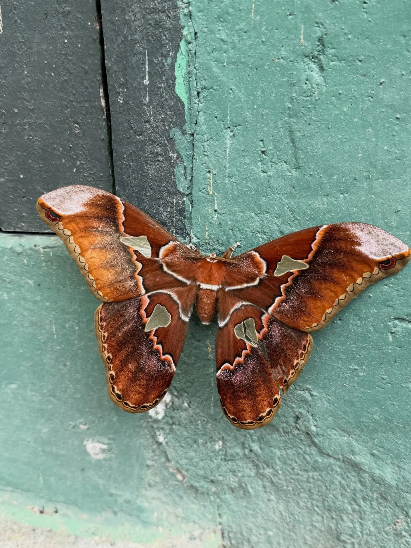 Moths! Here&rsquo;s some beautiful cloud forest moths I&rsquo;ve seen at @elrefugiodeintag in Ecuador over the last couple of months.

#moth #moths #insects #ecuador #intag