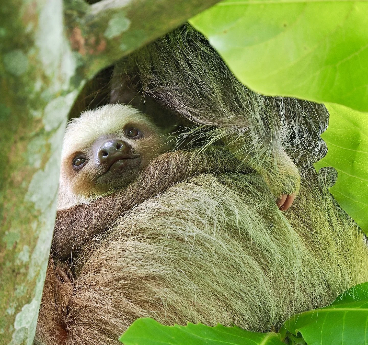 Oh to be a baby Hoffmann&rsquo;s Two-toed Sloth (Choloepus hoffmanni) - not a care in the world except the once-per-month trip to the base of the tree to poop. This iconic species&rsquo; closest relatives are the extinct giant ground sloths of the Pl