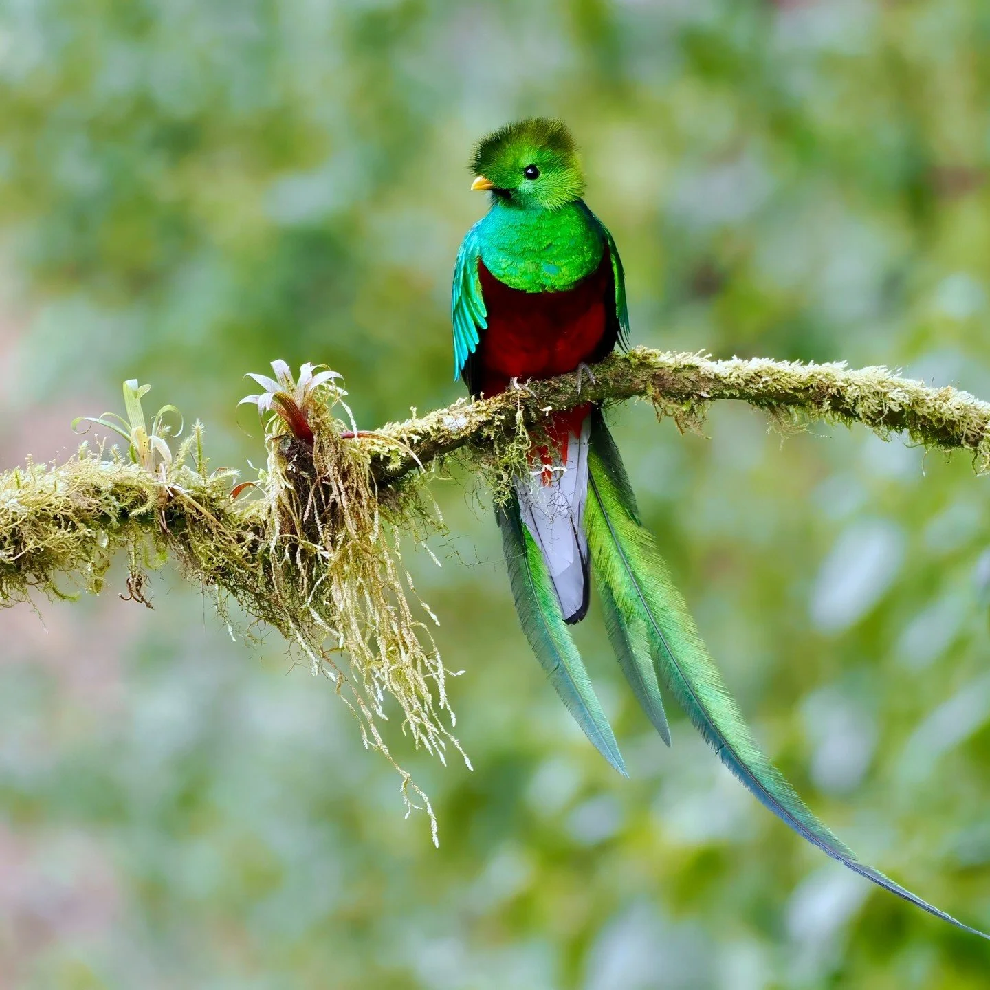 Some photos from my last trip to Costa Rica. This February I will once again be leading a 9-day trip to Costa Rica, collaborating with my favorite local guides, staying at amazing locally-owned hotels and lodges, and exploring this amazing country fr