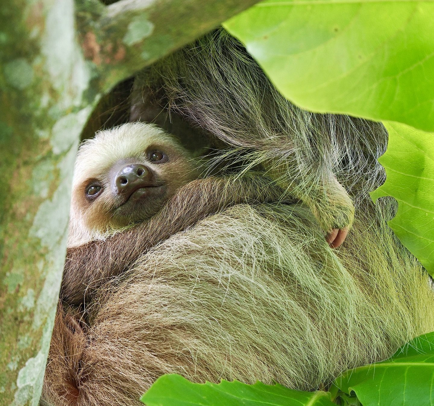 Oh to be a baby Hoffmann&rsquo;s Two-toed Sloth (Choloepus hoffmanni) - not a care in the world except the once-per-month trip to the base of the tree to poop. This iconic species&rsquo; closest relatives are the extinct giant ground sloths of the Pl
