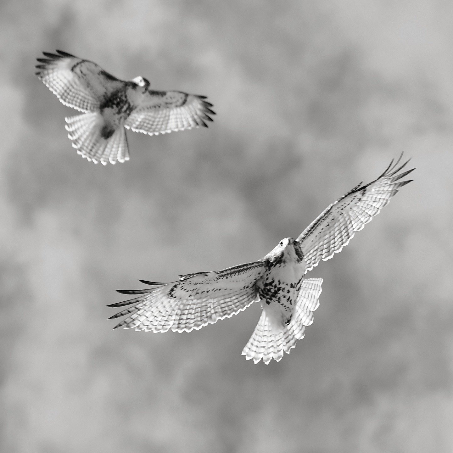 I've been spending every morning for the past few weeks on my roof in Brooklyn watching migrating birds (and resident local birds too). It's a nice dawn ritual, and I've seen some amazing things - Cave Swallows (a tropical species that occasionally g