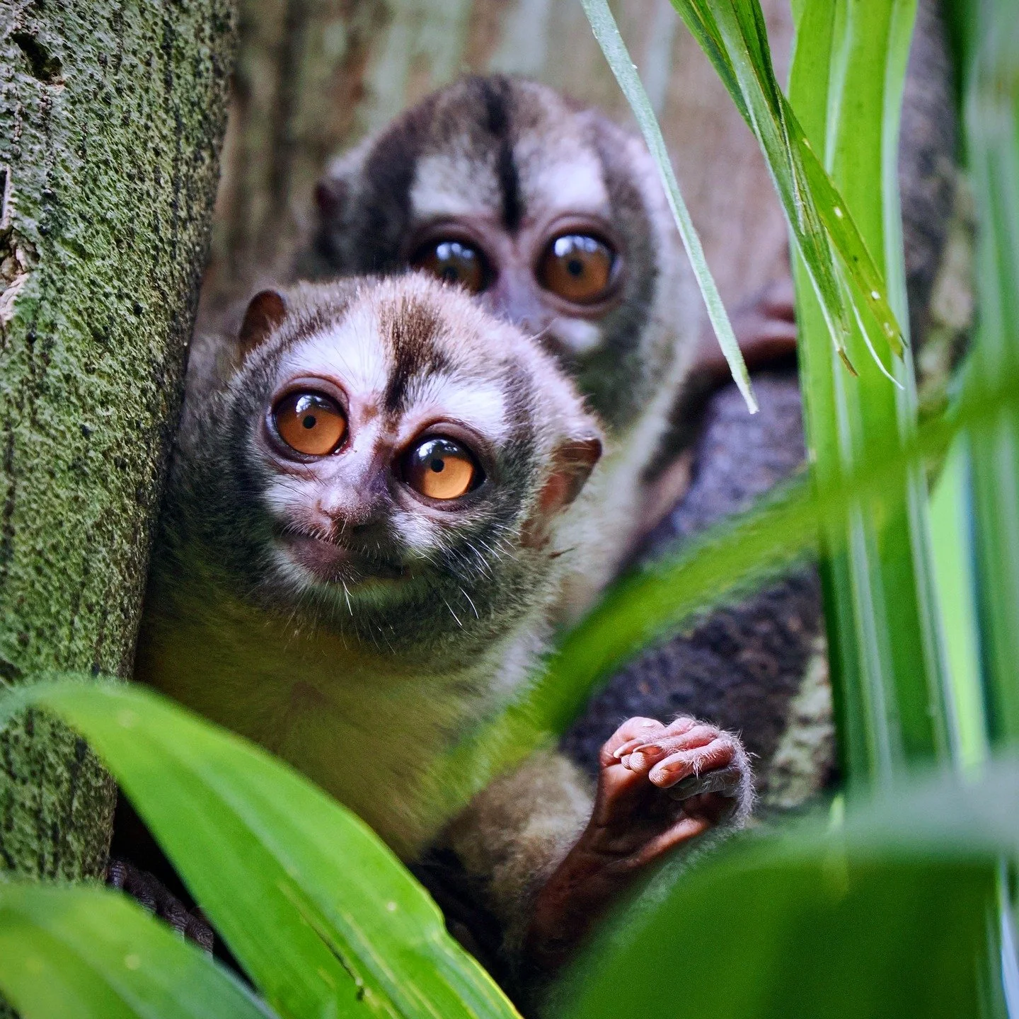Some monkey business from recent tours I led to Central &amp; South America:

1) Panamanian Night-Monkey (Aotus zonalis), a remarkable nocturnal monkey that looks like a lemur and lives in little family groups in hollow trees. 
Panama, March 2025

2)