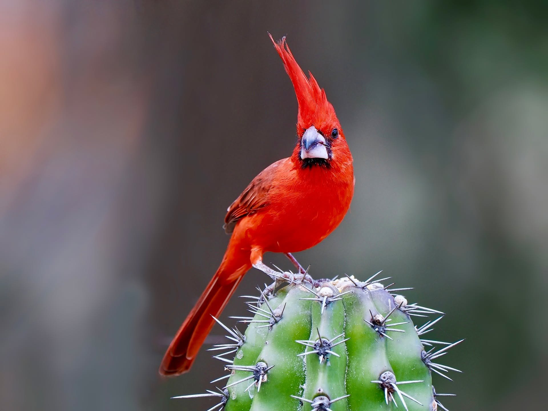 OK, just had to post a few more of the Vermilion Cardinals we saw on last winter's tour to NE Colombia. What awesome birds!

#cardinal #vermilioncardinal #colombia #procolombia #ecotour #icarobirdingexperience #gabrielwillow