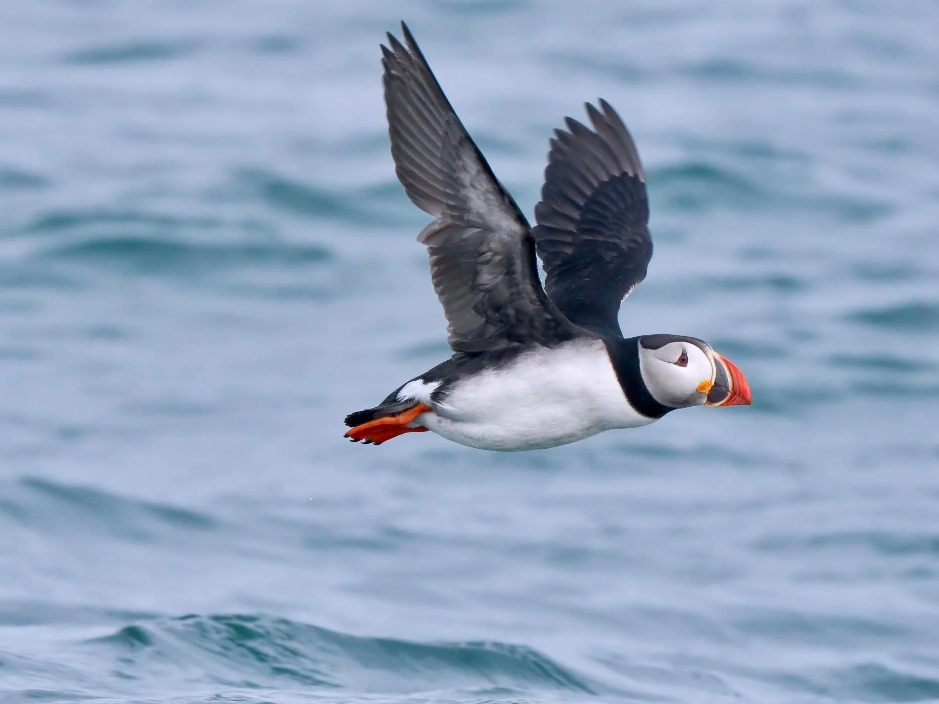 Some seabird pics from my recent sailing expedition along the coast of Labrador &amp; Newfoundland. The trip alternated between long stretches of sea with no birds or marine mammals, punctuated with occasional bursts of activity: flocks of Atlantic P