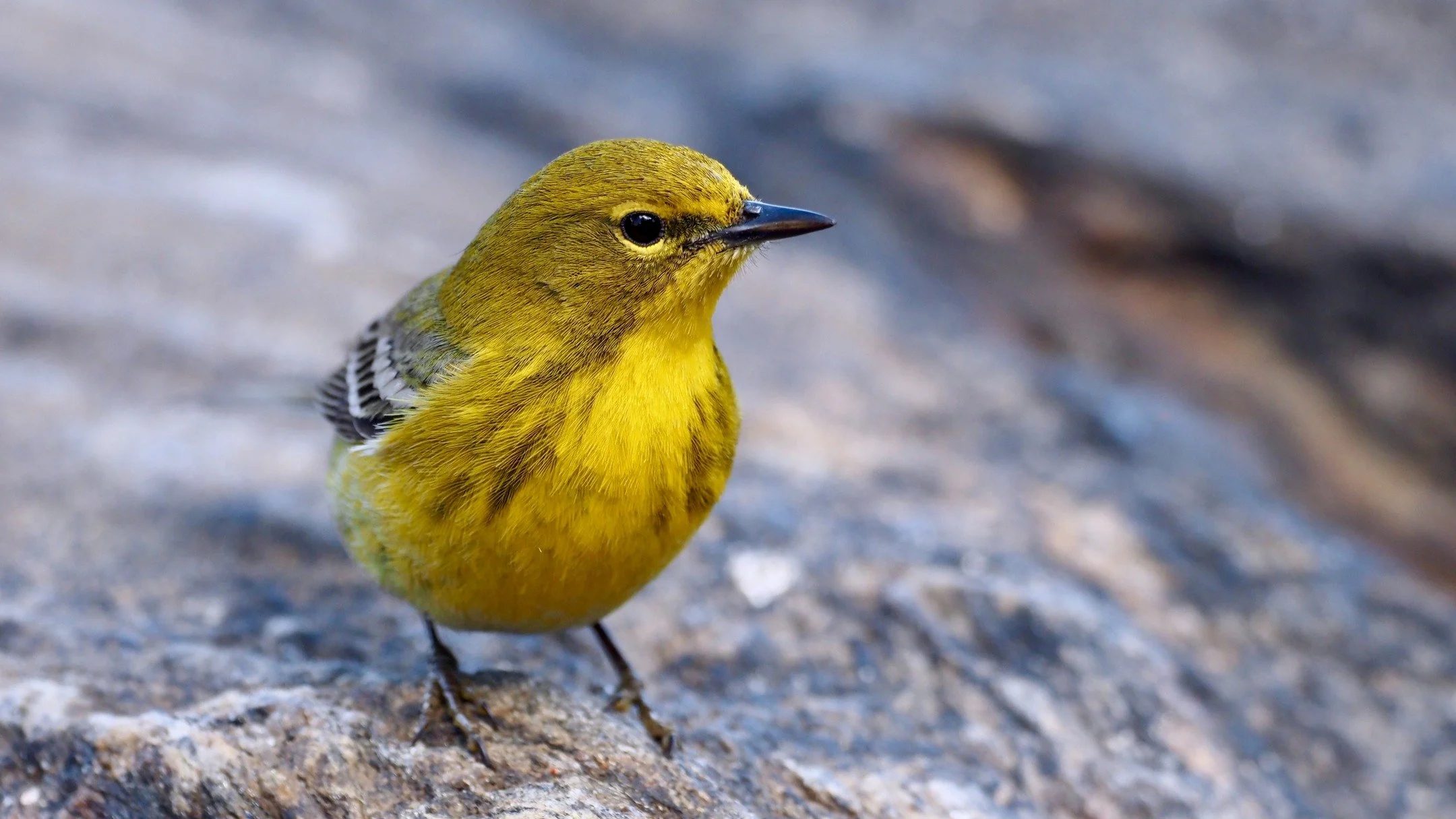 Here's a selection of birds that I've photographed in Central Park over the past couple of springs. 

Starting next week, I'll be leading two six-week walk series to celebrate spring migration in NYC, and to see the changes in the season as it progre