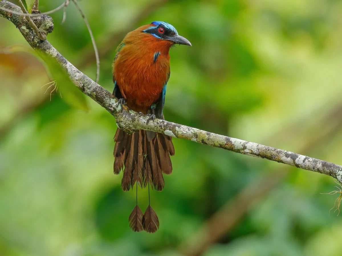 Trinidad Motmot.jpeg