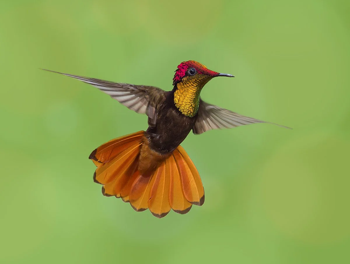 Ruby-Topaz.jpg