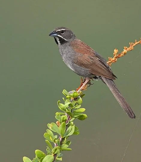 5-Striped Sparrow.jpeg