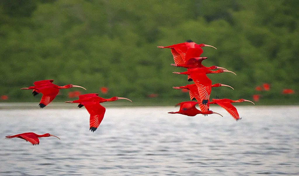 Scarlet Ibis.jpg
