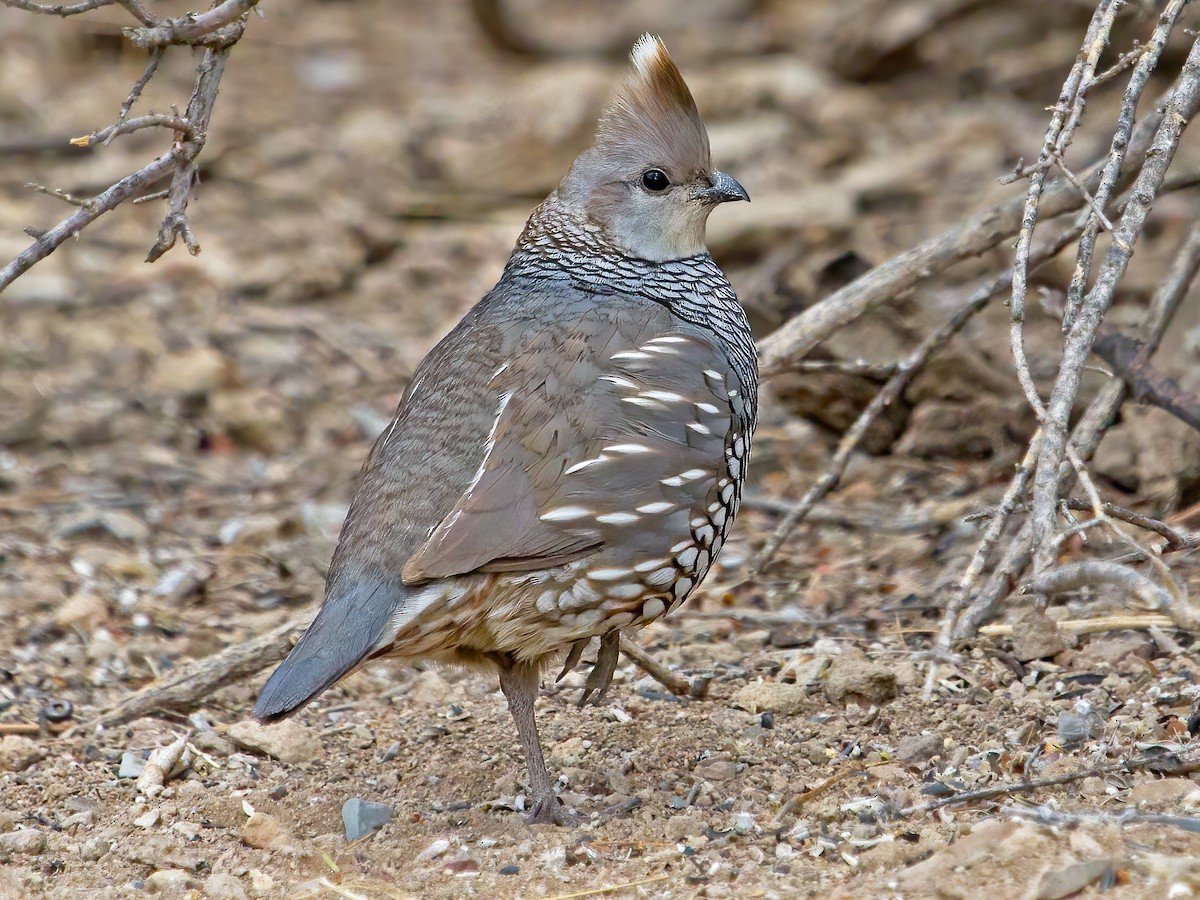Scaled Quail.jpeg