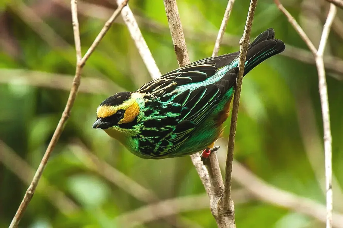 golden-eared-tanager-manu-np-perc3b9-7900-282295445608029.webp