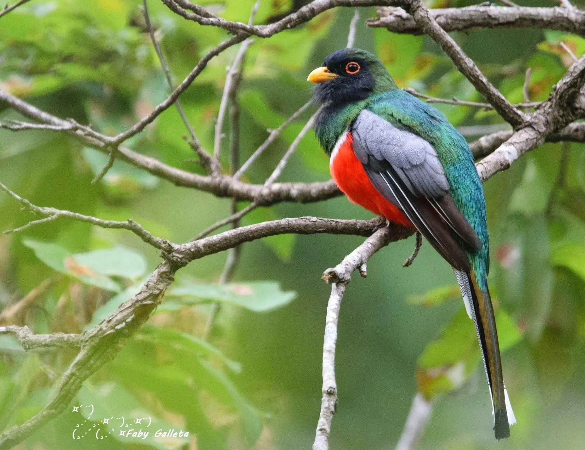 Trogon.jpg