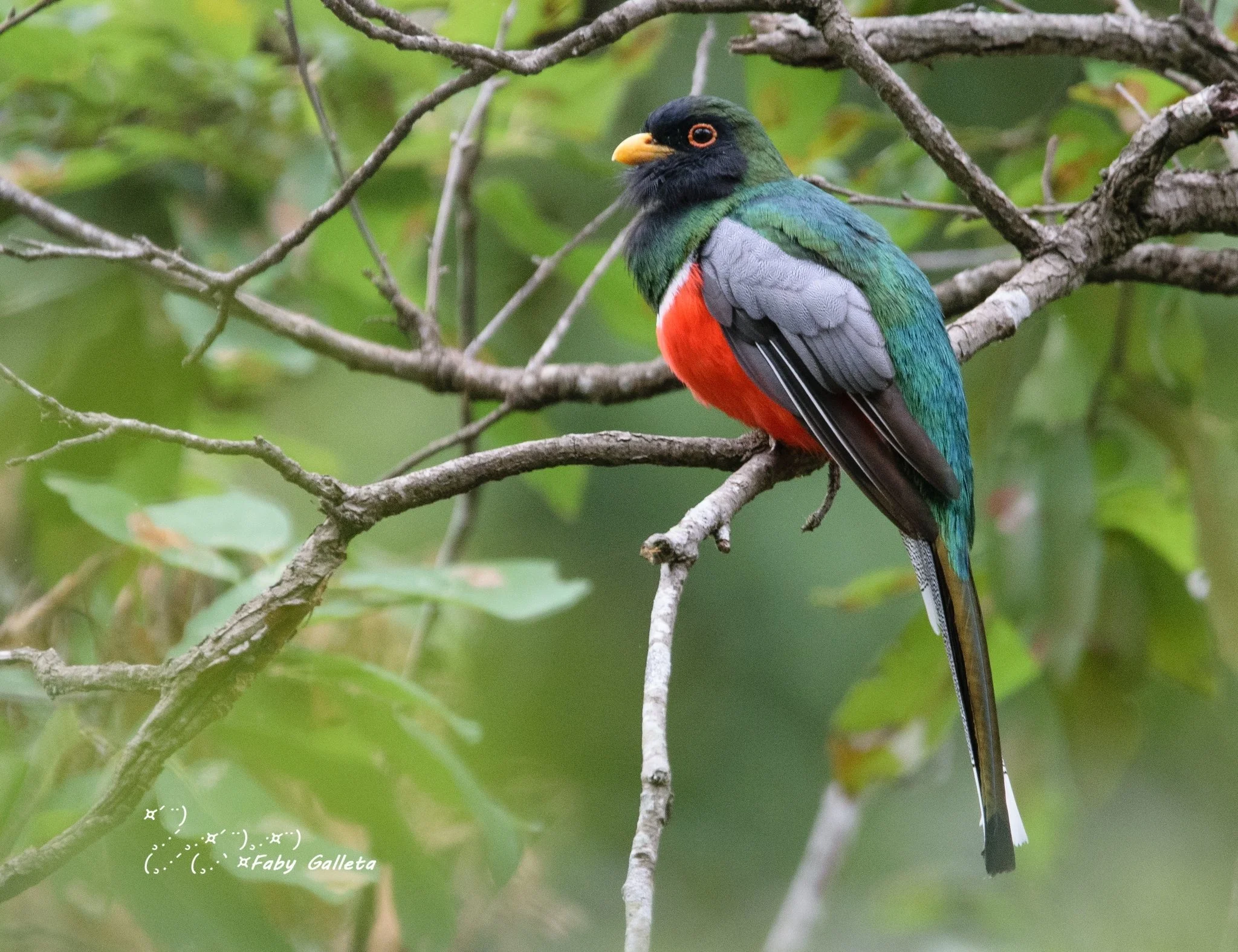 Trogon.jpeg