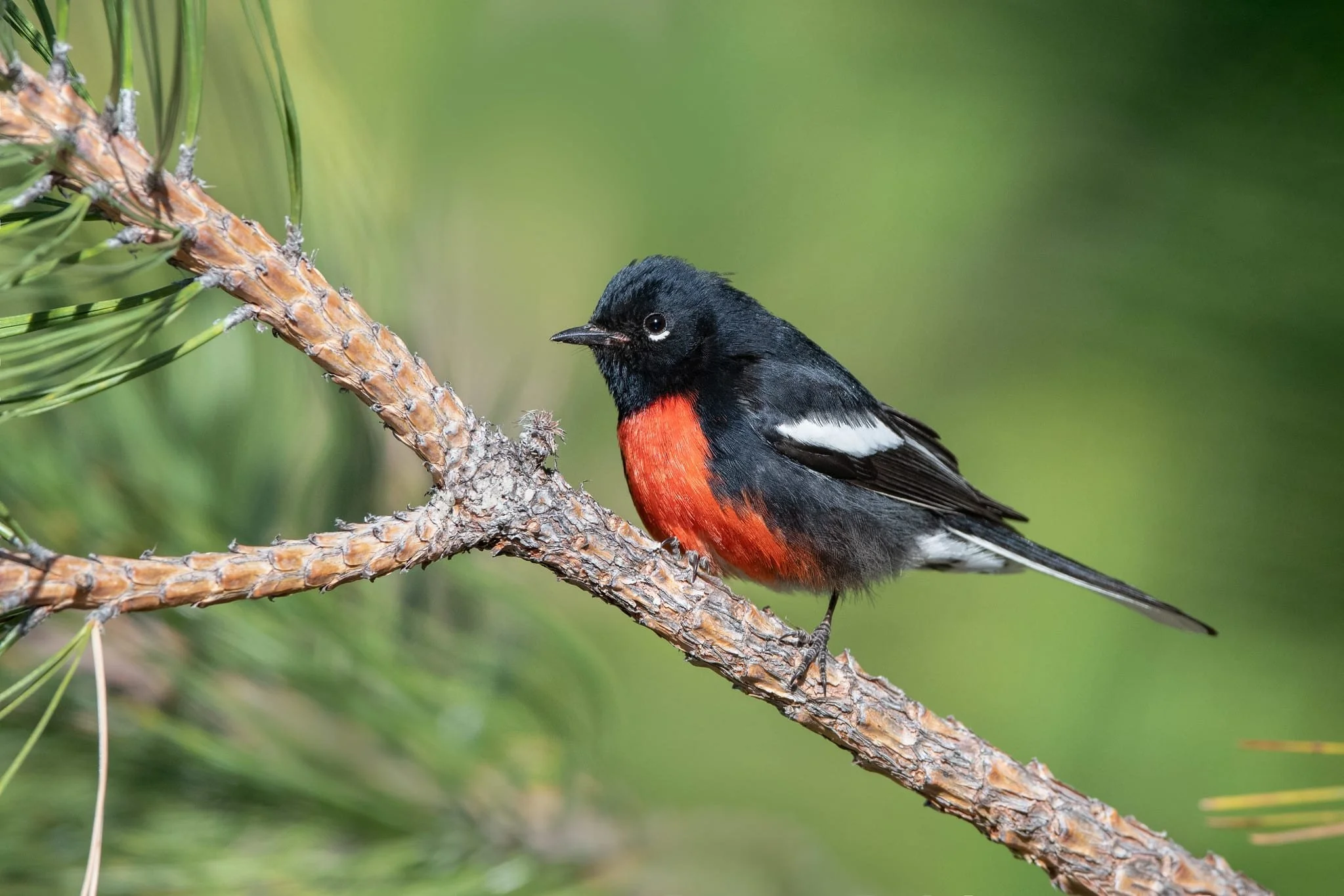 Redstart.jpg