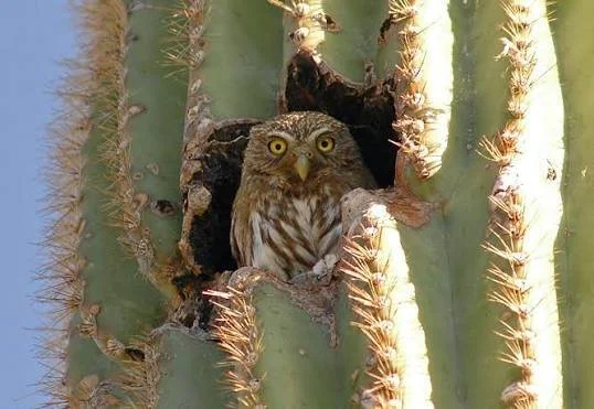Owl in Cactus.jpeg