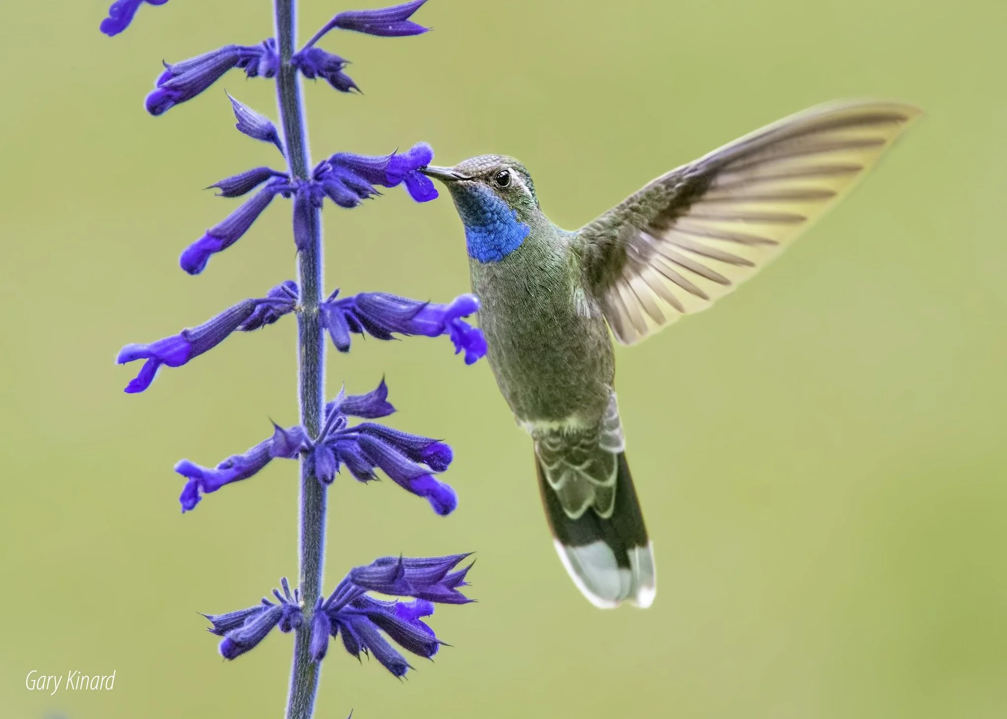 Blue-throated Mountaingem.jpg