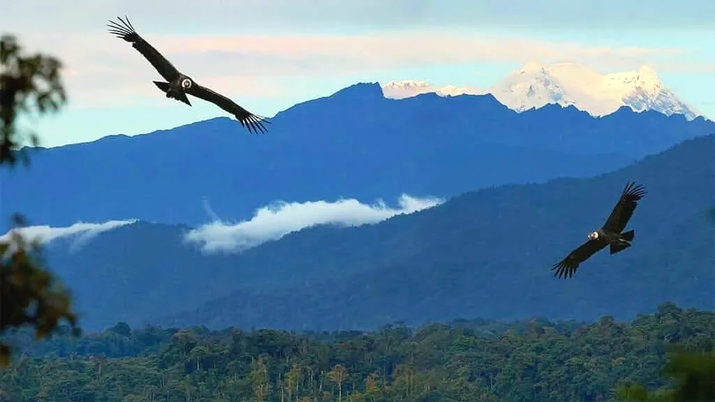 two-condors-with-the-antisana-in-the-background.jpg