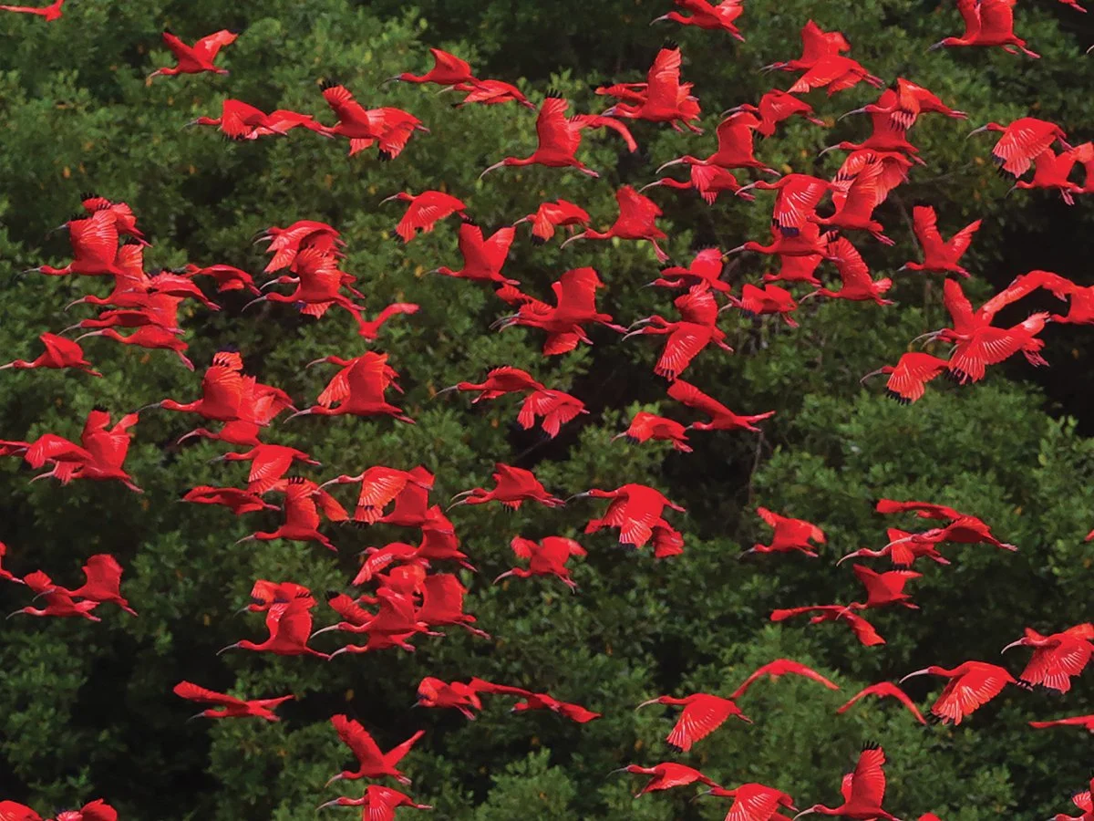 Scarlet Ibis2.jpg