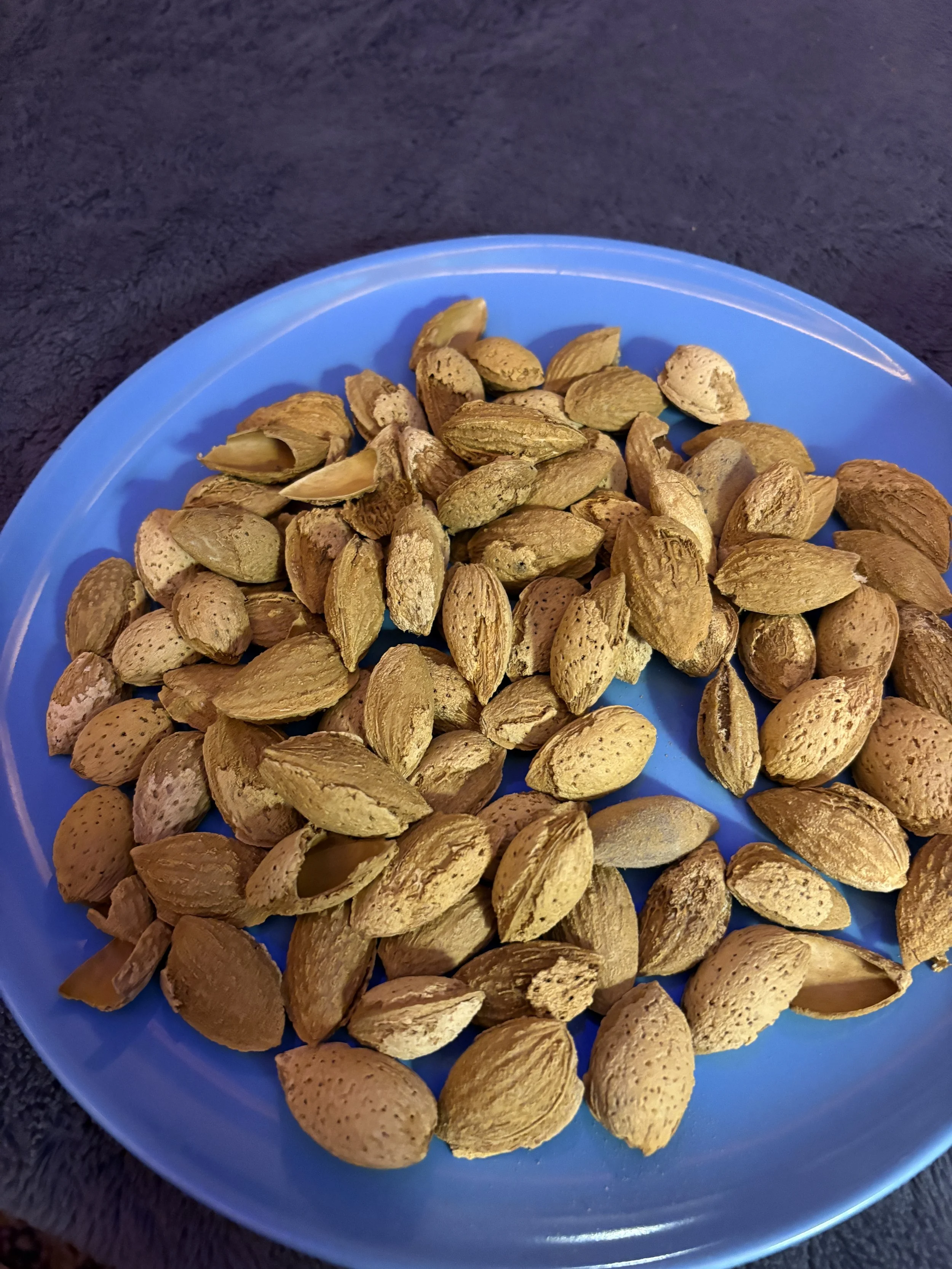 almonds in their shells