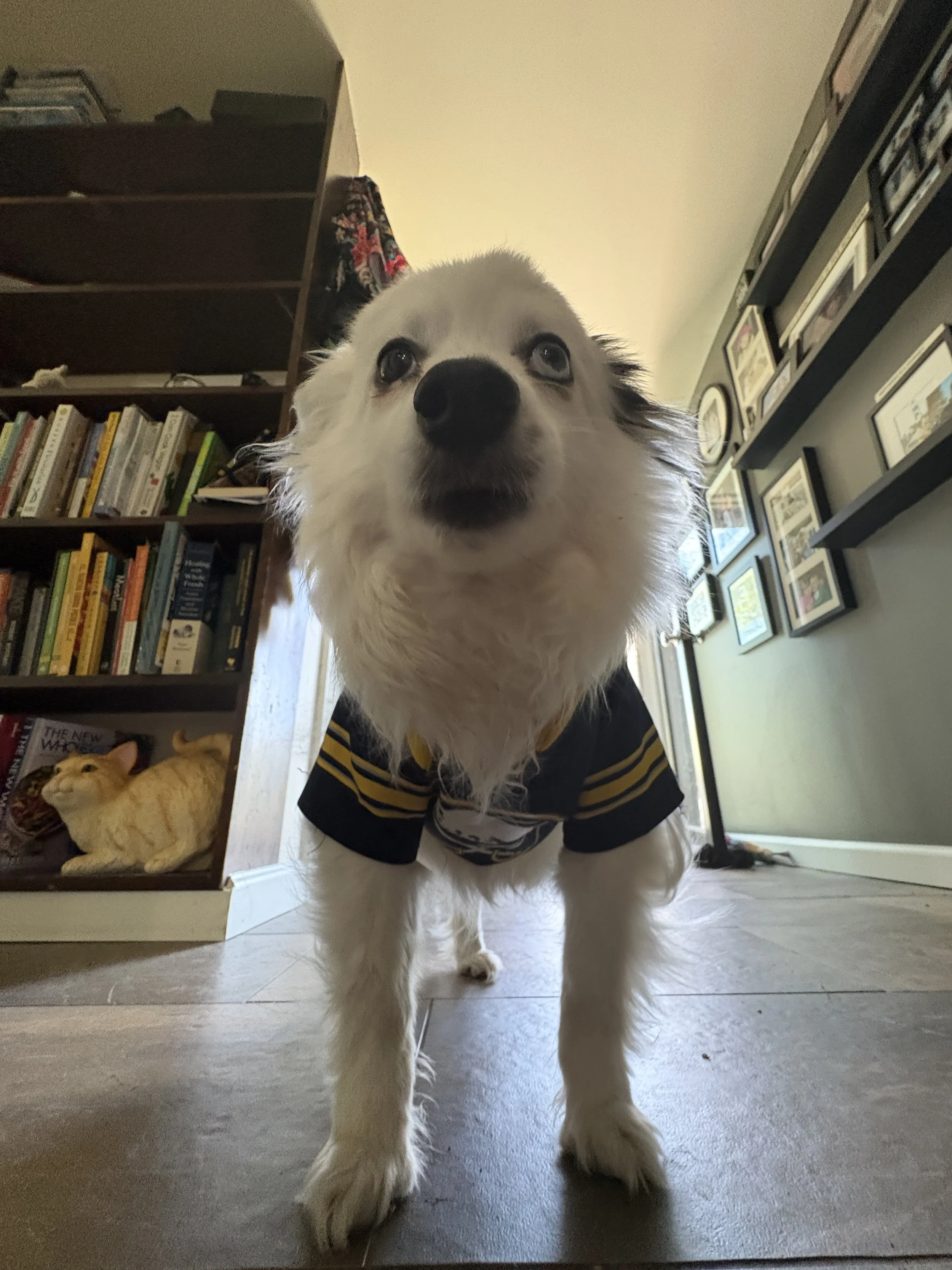  Dogs must represent their city hockey team, too, of course.  
