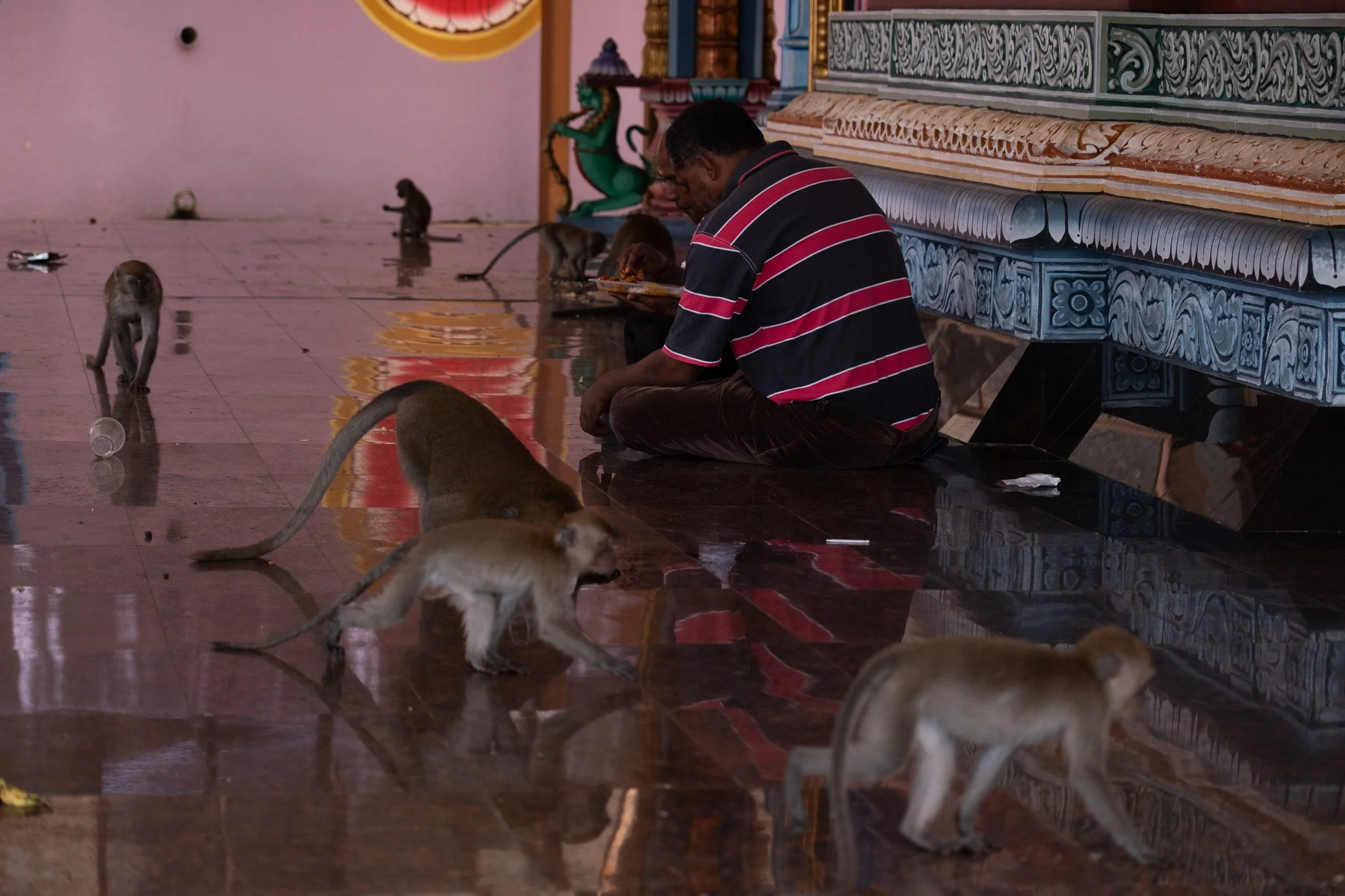 Full plates of leftovers from temple festivities are given to monkeys