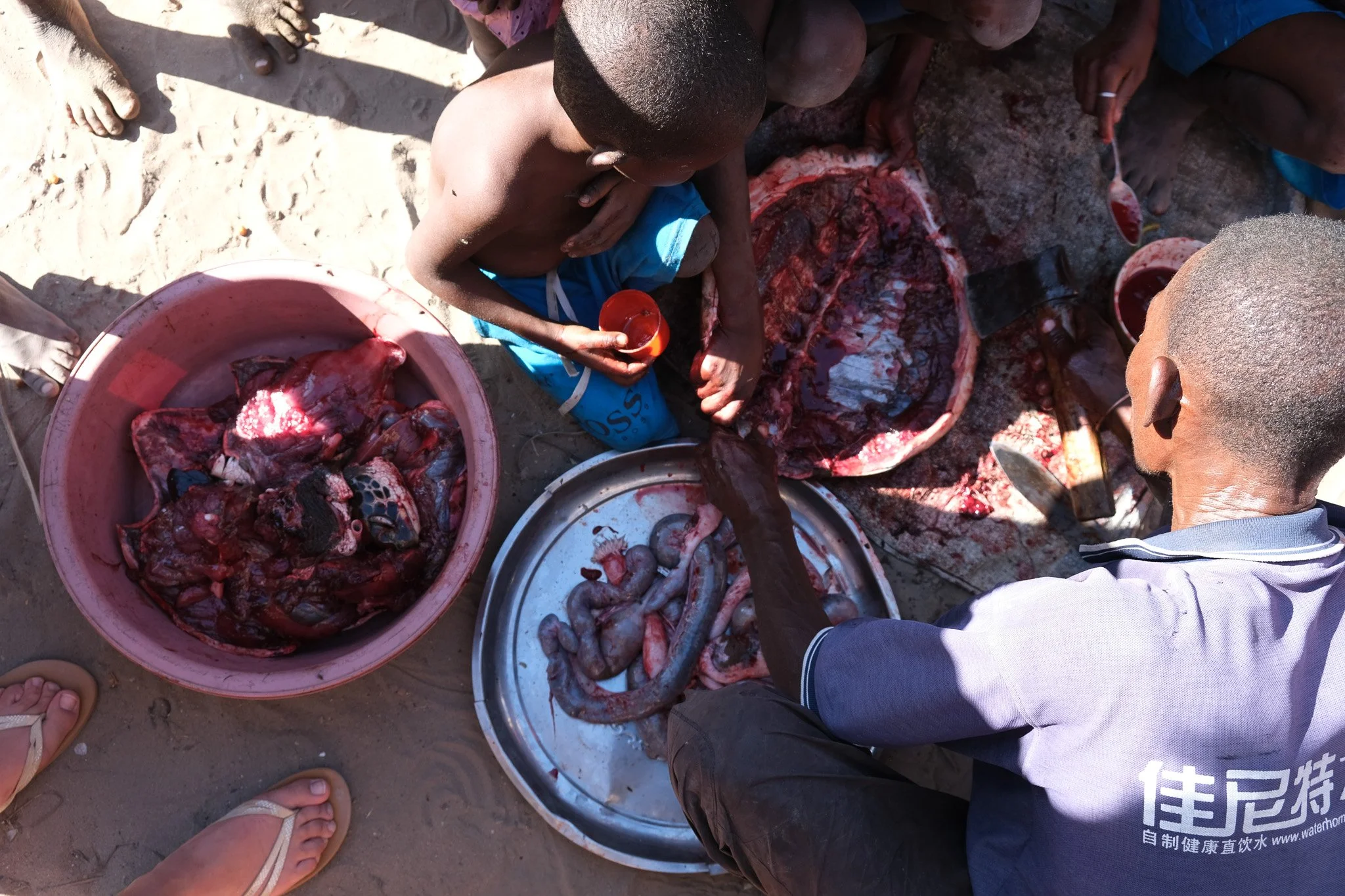 While sea cucumbers are used for international trade, sea turtles are hunted locally for sustenance. Sea turtles are endangered here, but the locals have little other choices for food. 